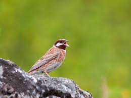 Image result for Emberiza leucocephalos