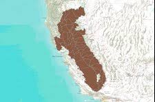 Image result for Mylopharodon conocephalus