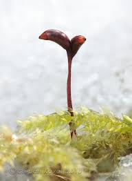 Attēlu rezultāti vaicājumam “Sciuro-hypnum curtum”