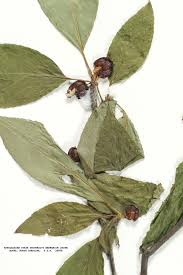 Attēlu rezultāti vaicājumam “Libanotis montana leaf”