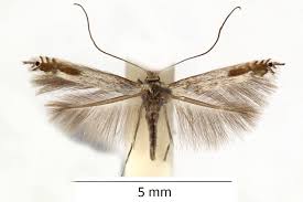 Attēlu rezultāti vaicājumam “Lyonetiidae”