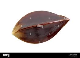 Attēlu rezultāti vaicājumam “Rumex acetosa”