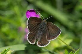 Attēlu rezultāti vaicājumam “Eumedonia eumedon underside”