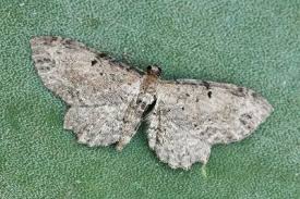 Attēlu rezultāti vaicājumam “Anticollix sparsata”