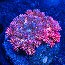 Attēlu rezultāti vaicājumam “Polypogon tentacularius male”