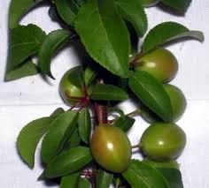 Attēlu rezultāti vaicājumam “Prunus cerasifera var. divaricata”