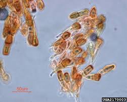 Attēlu rezultāti vaicājumam “Pucciniales”