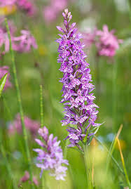 Attēlu rezultāti vaicājumam “Dactylorhiza maculata leaf”
