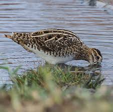 Attēlu rezultāti vaicājumam “Gallinago gallinago eggs”