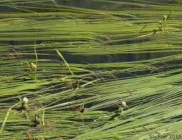 Attēlu rezultāti vaicājumam “Sparganium minimum”