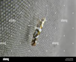 Attēlu rezultāti vaicājumam “Argyresthiidae”