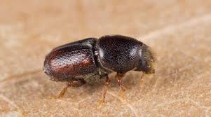 Attēlu rezultāti vaicājumam “Scolytus scolytus, Scolytus multistriatus”