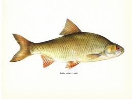 Image result for Rutilus rutilus