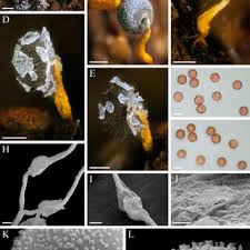 Attēlu rezultāti vaicājumam “Physarum, Nannengaella sp.”