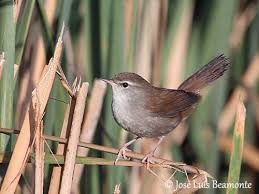 Image result for Cettia cetti