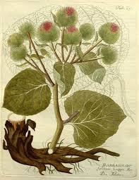 Attēlu rezultāti vaicājumam “Arctium lappa leaf”