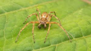 Attēlu rezultāti vaicājumam “Philodromidae”