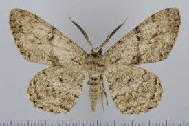 Attēlu rezultāti vaicājumam “Hypomecis roboraria”