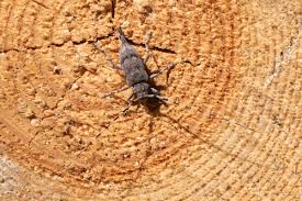 Attēlu rezultāti vaicājumam “Acanthocinus aedilis”