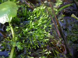 Attēlu rezultāti vaicājumam “Riccia canaliculata”