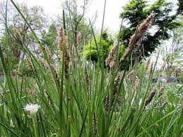 Attēlu rezultāti vaicājumam “Carex paniculata”