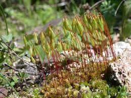 Attēlu rezultāti vaicājumam “Bryum caespiticium sporophyte”