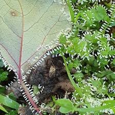Attēlu rezultāti vaicājumam “Diachea leucopodia”