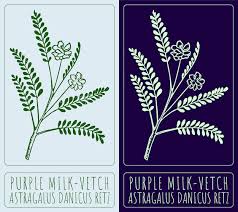 Attēlu rezultāti vaicājumam “Astragalus danicus leaf”