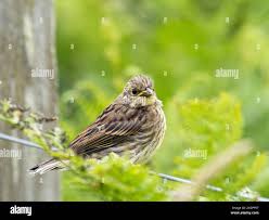 Attēlu rezultāti vaicājumam “Emberiza citrinella juvenile”