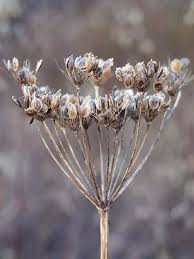 Attēlu rezultāti vaicājumam “Heracleum sphondylium subsp. sibiricum”