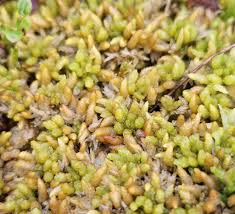 Attēlu rezultāti vaicājumam “Sphagnum papillosum”