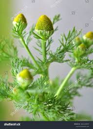 Attēlu rezultāti vaicājumam “Matricaria discoidea”