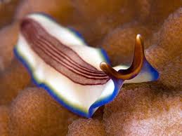 Attēlu rezultāti vaicājumam “Plathelminthes”