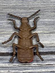 Attēlu rezultāti vaicājumam “Pyrochroa coccinea”