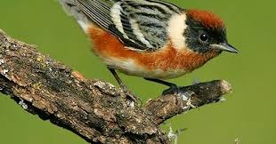 Image result for Dendroica castanea