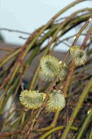 Attēlu rezultāti vaicājumam “Salix caprea bud”