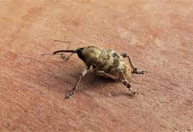 Attēlu rezultāti vaicājumam “Curculio venosus”