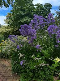 Attēlu rezultāti vaicājumam “Campanula latifolia leaf”