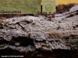 Attēlu rezultāti vaicājumam “Basidiodendron”