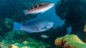 Image result for Scarus trispinosus