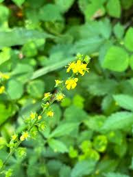 Attēlu rezultāti vaicājumam “Agrimonia pilosa bud”