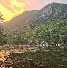 Attēlu rezultāti vaicājumam “Diderma montanum”