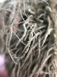 Attēlu rezultāti vaicājumam “Usnea hirta”