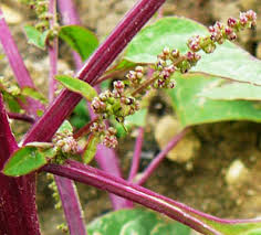 Attēlu rezultāti vaicājumam “Chenopodium polyspermum leaf”