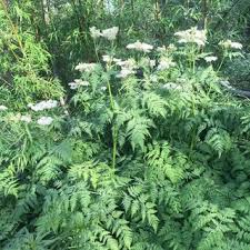 Attēlu rezultāti vaicājumam “Galega orientalis leaf”