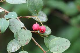 Attēlu rezultāti vaicājumam “Cotoneaster multiflorus leaf”