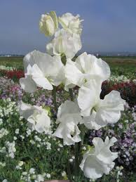 Image result for Lathyrus odoratus