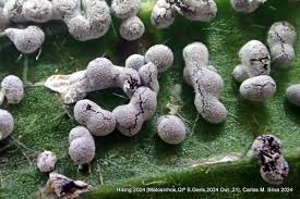 Attēlu rezultāti vaicājumam “Physarum braunianum sessile”