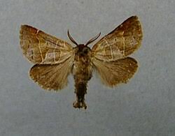 Attēlu rezultāti vaicājumam “Clostera pigra”