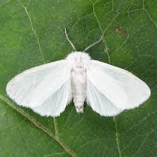 Attēlu rezultāti vaicājumam “Spilosoma sp.”